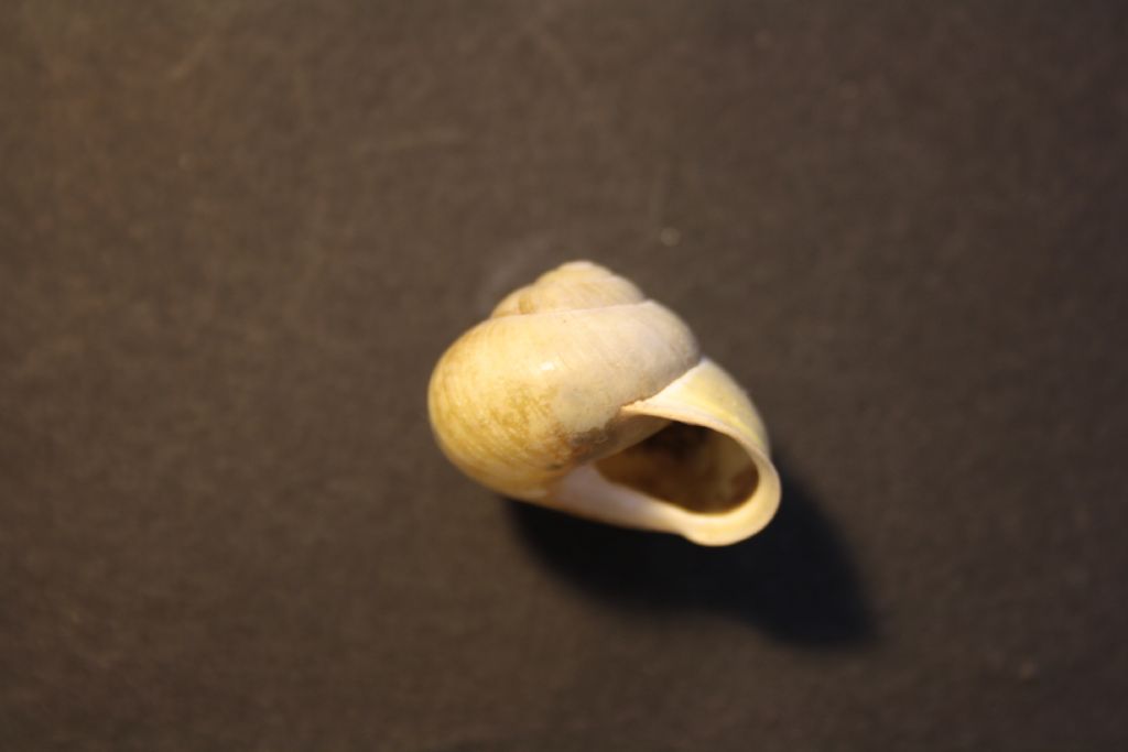 Cepaea ungheresi