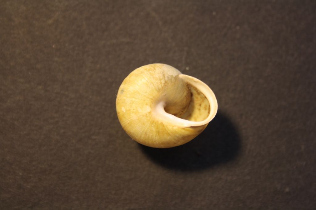 Cepaea ungheresi