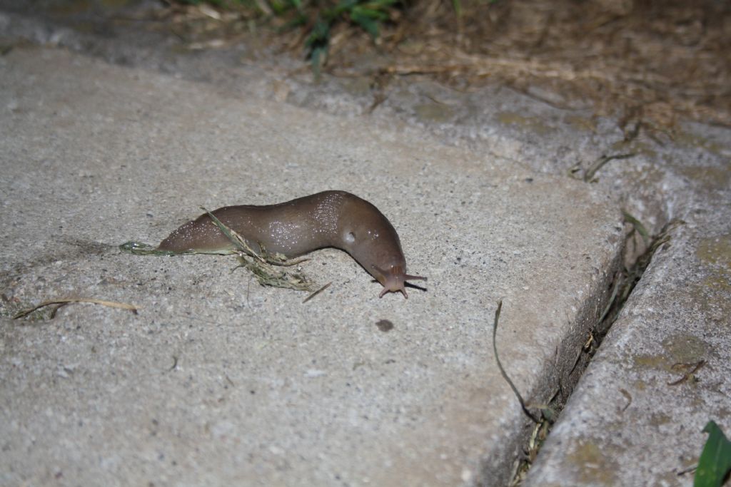 Limax pironae? - Limax maximus forma