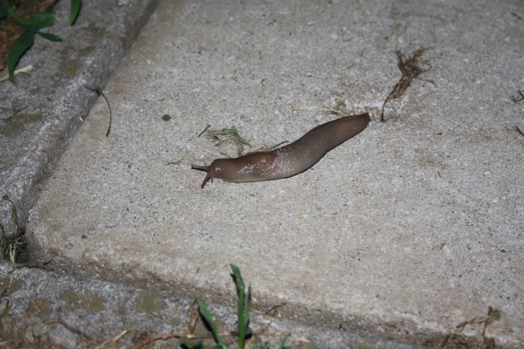 Limax pironae? - Limax maximus forma