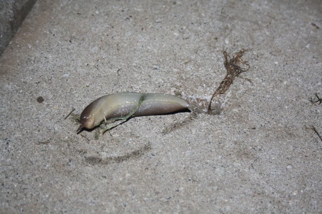 Limax pironae? - Limax maximus forma