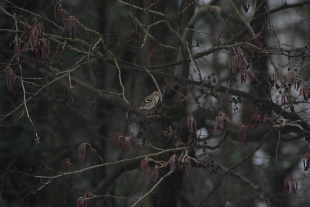 Fringillidae: Lucherini  (Spinus spinus) ?   S !