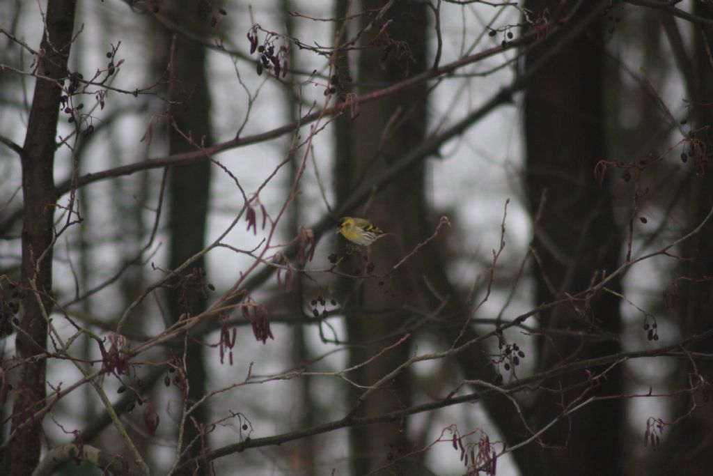 Fringillidae: Lucherini  (Spinus spinus) ?   S !