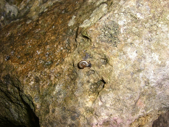 Chilostoma dalla Val Ganna