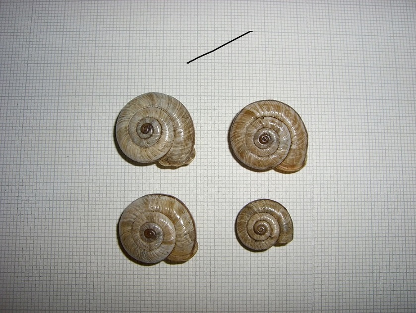 Chilostoma dalla Val Ganna