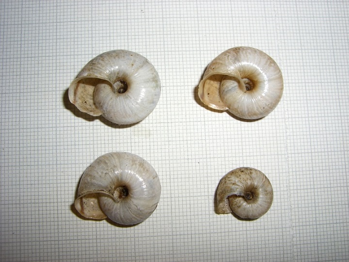 Chilostoma dalla Val Ganna