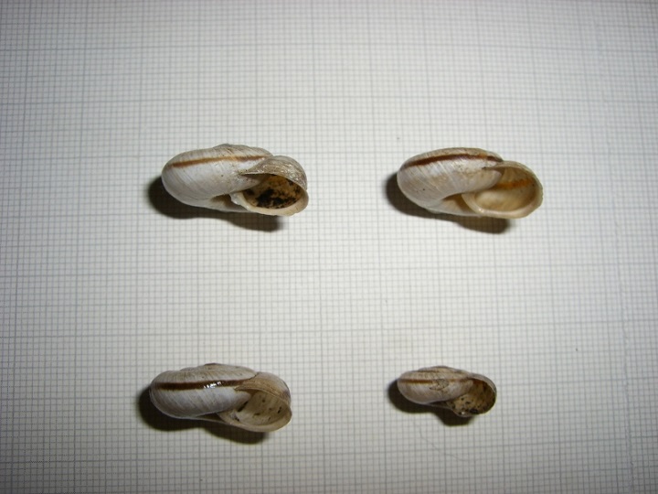 Chilostoma dalla Val Ganna