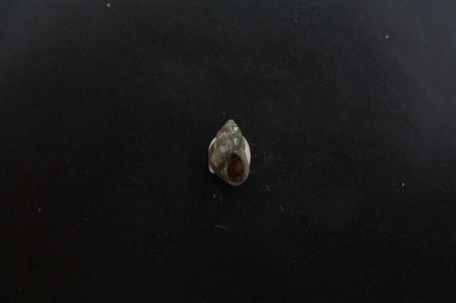 Bithynia?