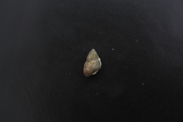 Bithynia?