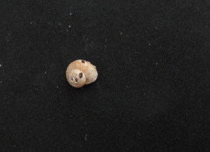 Posatura Ticino