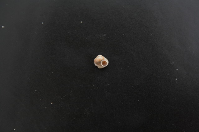 Posatura Ticino