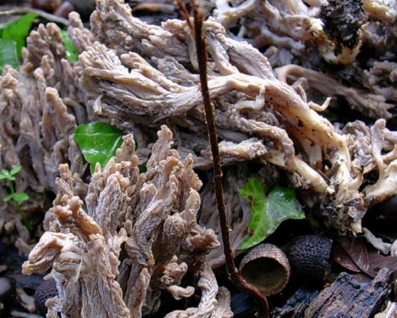216 Gennaio vecchio ritrovamento
