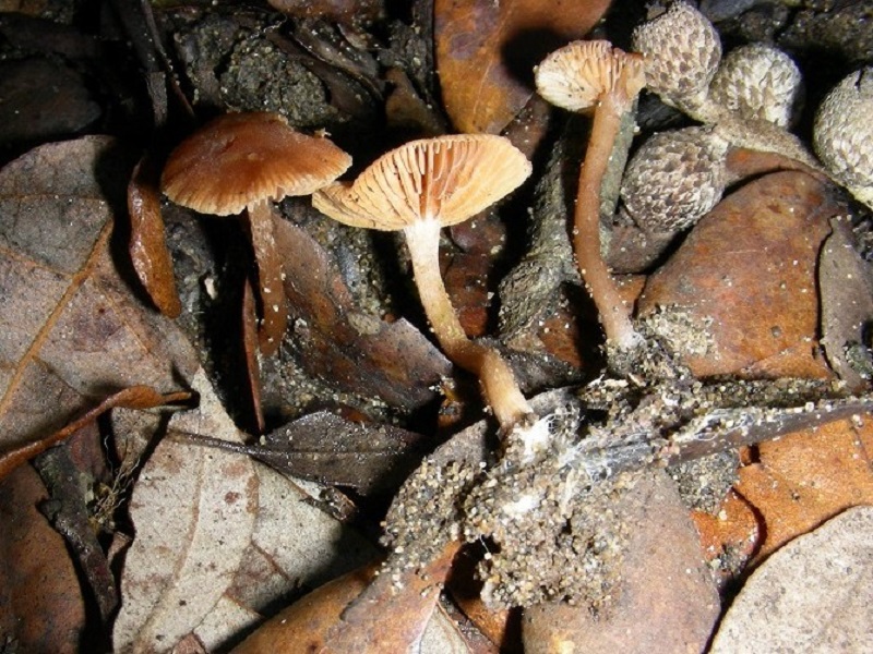 235 Febbraio vecchio ritrovamento