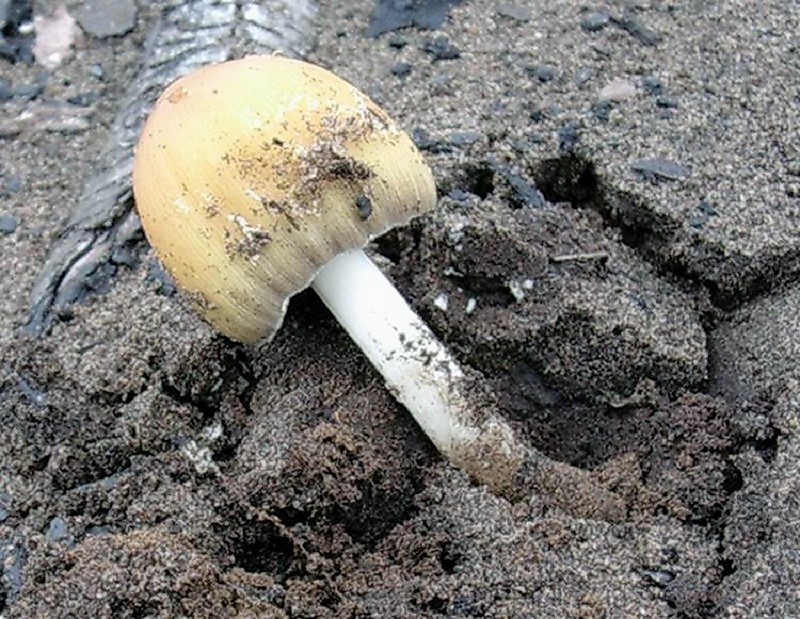 222 Febbraio vecchio ritrovamento
