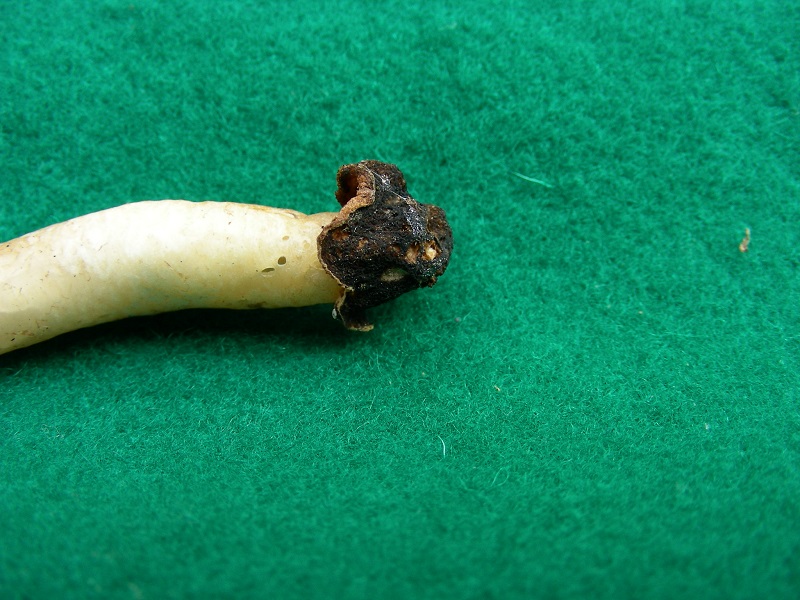 263 Marzo vecchio ritrovamento