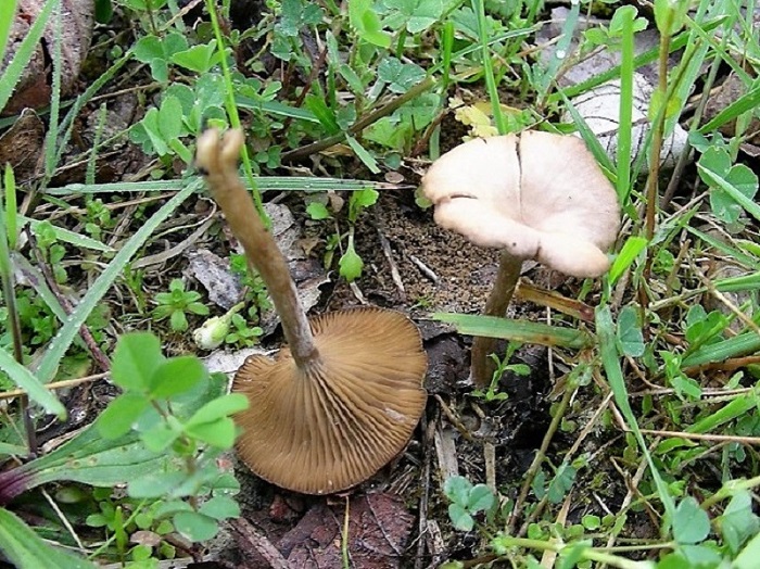 294 Aprile vecchio ritrovamento