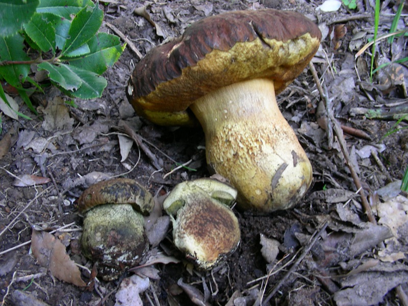 301 Aprile vecchio ritrovamento