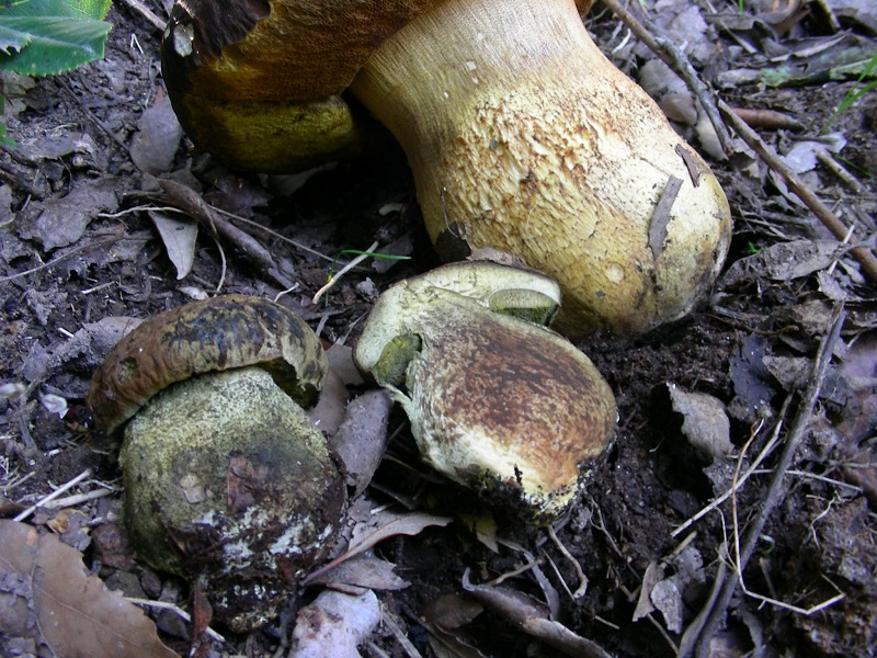 301 Aprile vecchio ritrovamento