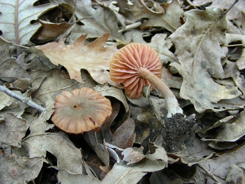 303 Aprile vecchio ritrovamento
