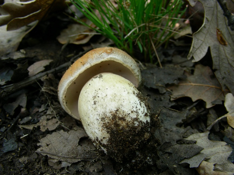 304 Aprile vecchio ritrovamento