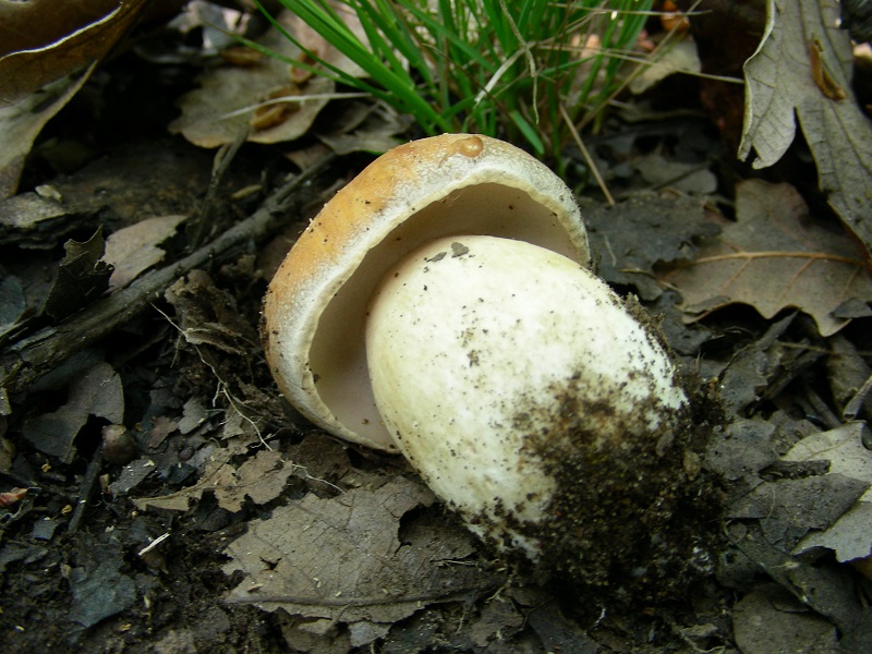 304 Aprile vecchio ritrovamento