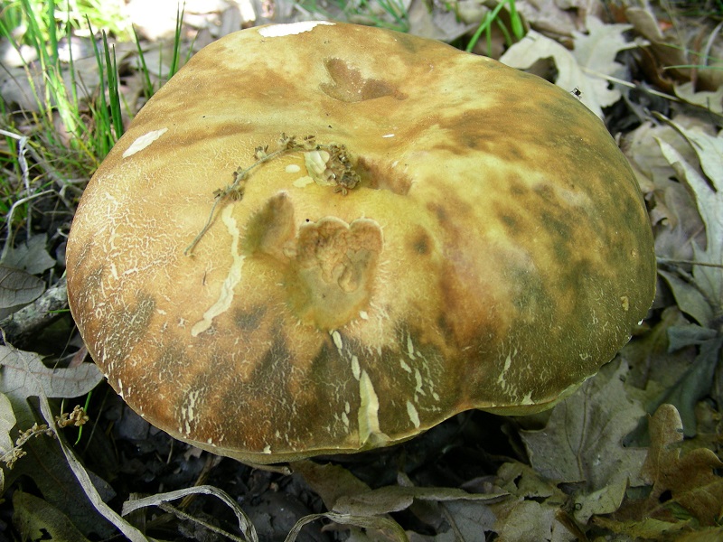 305 Aprile vecchio ritrovamento