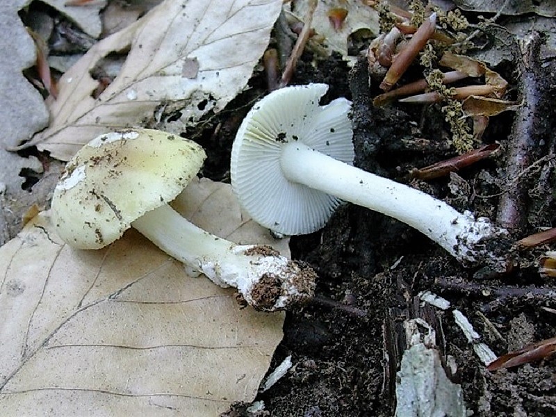 316 Maggio vecchio ritrovamento