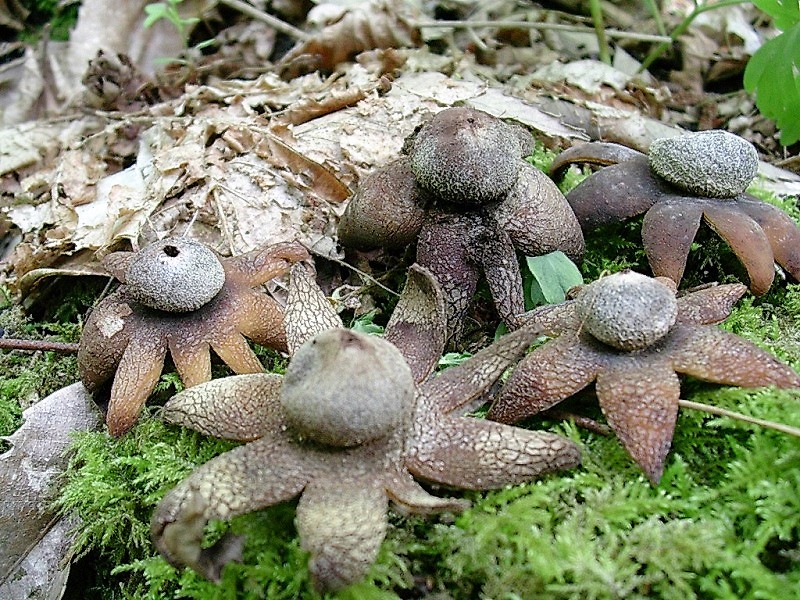 317 Maggio vecchio ritrovamento