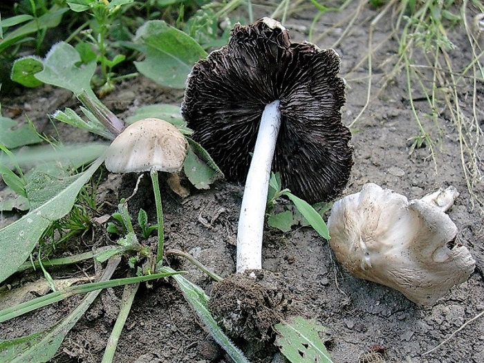 318 Maggio vecchio ritrovamento