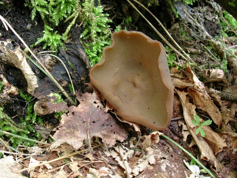 319 Maggio vecchio ritrovamento