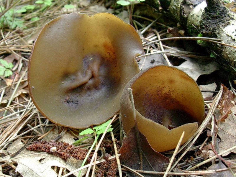 319 Maggio vecchio ritrovamento