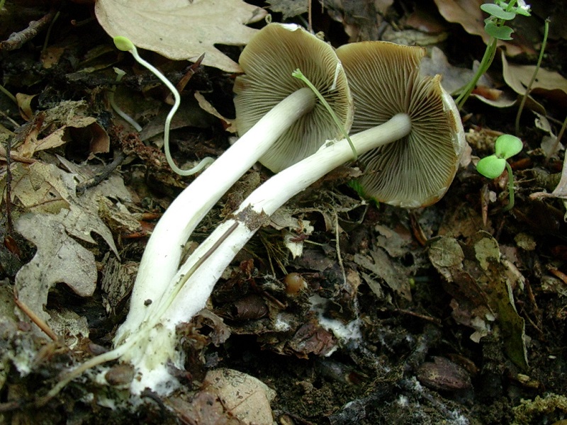 320 Maggio vecchio ritrovamento