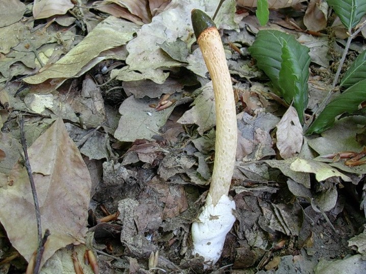 321 Maggio vecchio ritrovamento