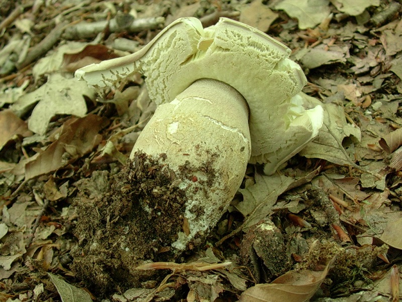 323 Maggio vecchio ritrovamento