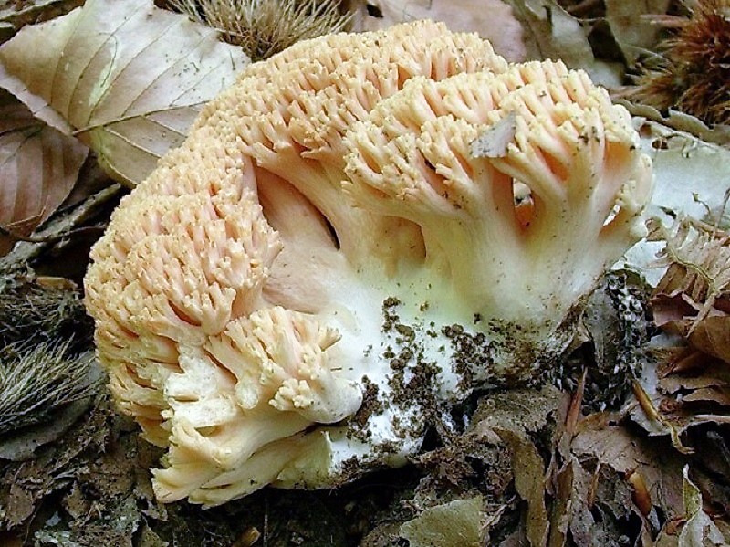 324 Maggio vecchio ritrovamento