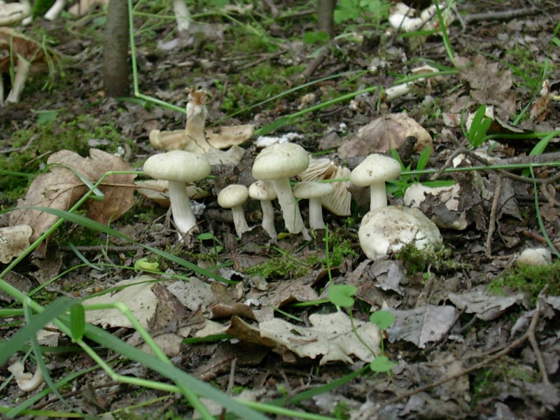 325 Maggio vecchio ritrovamento