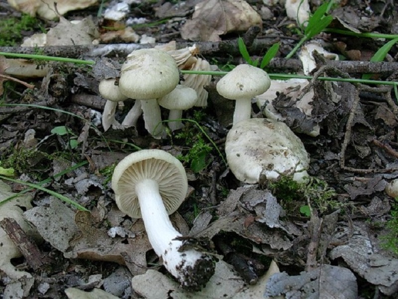 325 Maggio vecchio ritrovamento