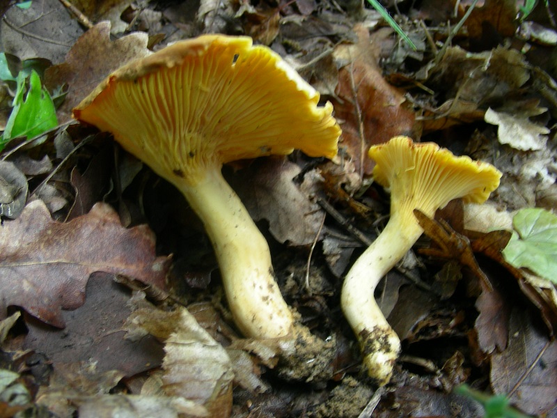 328 Maggio vecchio ritrovamento