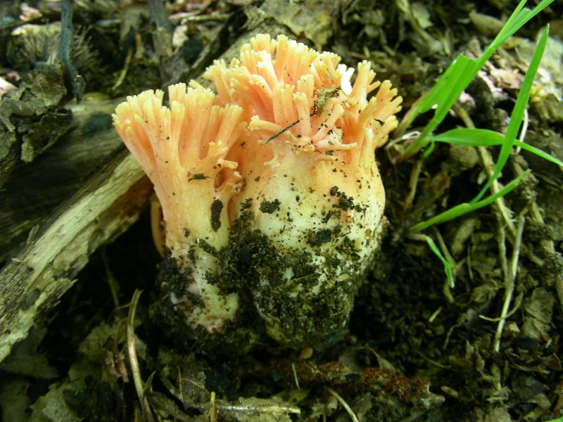 330 Maggio vecchio ritrovamento