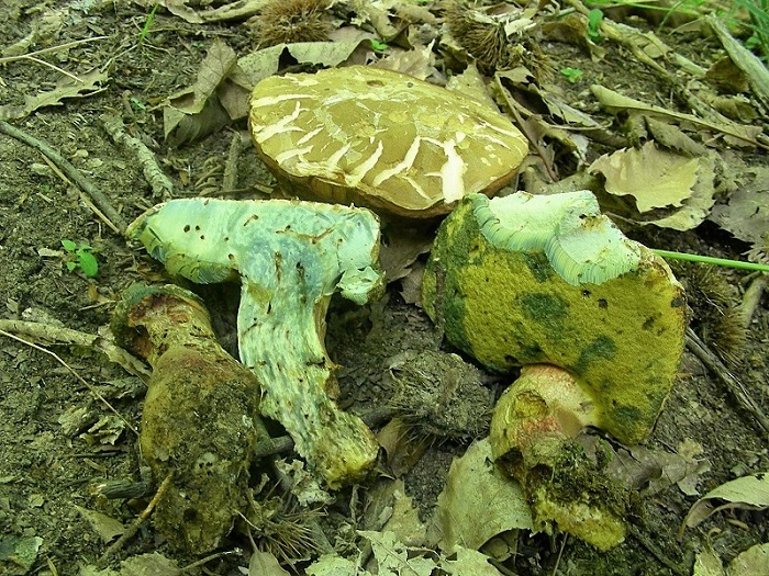 331 Maggio vecchio ritrovamento