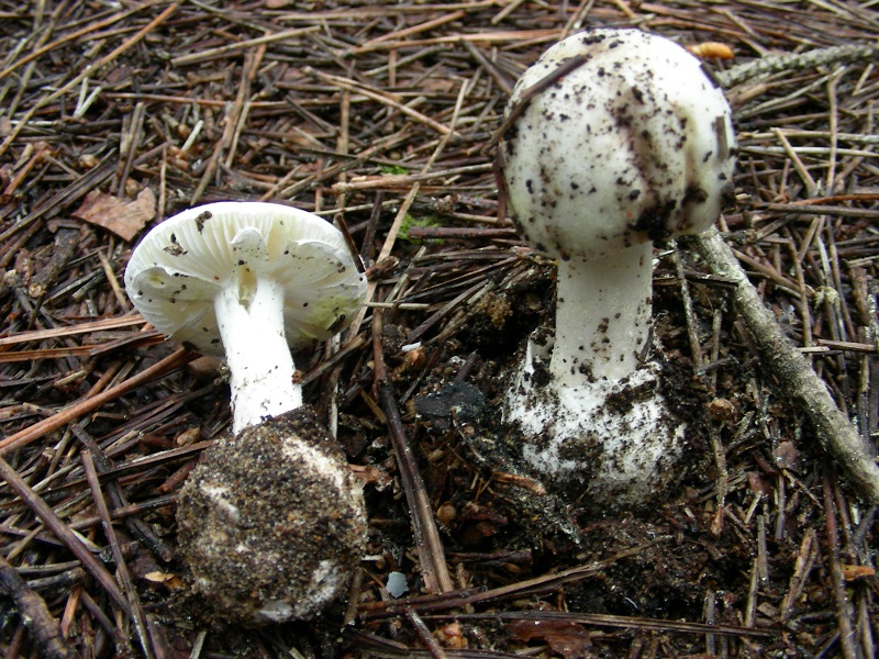 332 Maggio vecchio ritrovamento