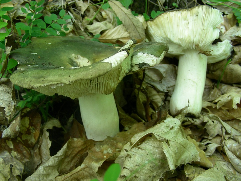 333 Maggio vecchio ritrovamento