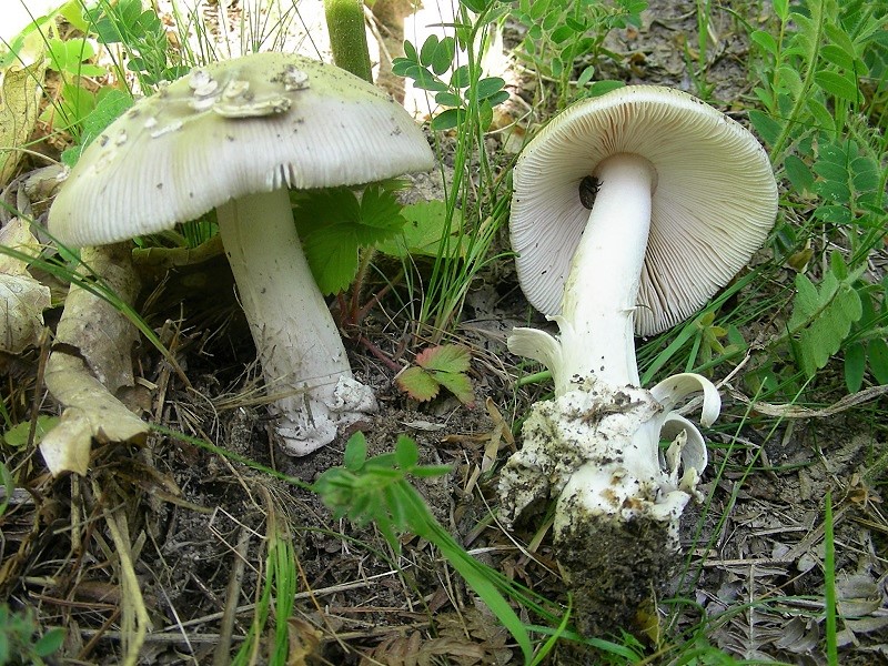 334 Maggio vecchio ritrovamento