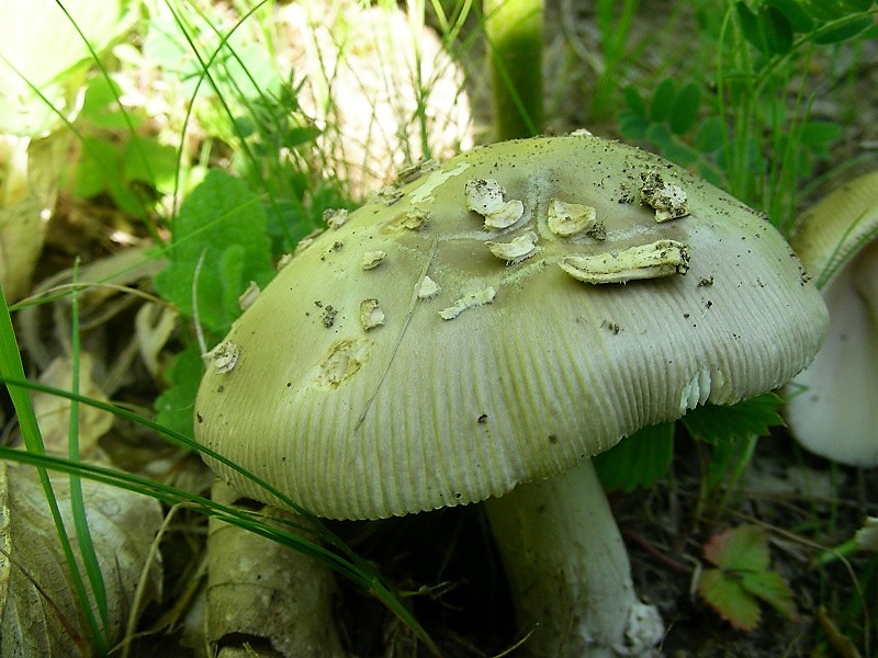 334 Maggio vecchio ritrovamento