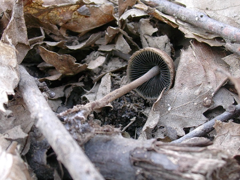 308 Maggio vecchio ritrovamento
