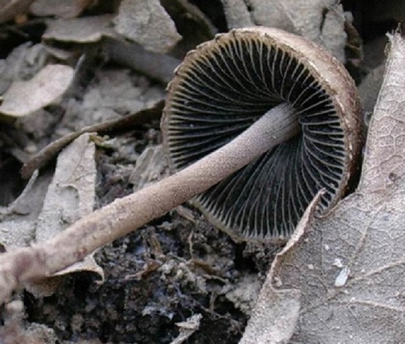 308 Maggio vecchio ritrovamento