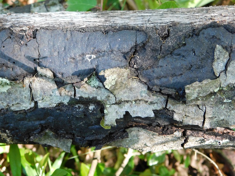 4)Fotogr.il 28.05.2021 macchia mediterranea ultimo ritrovamento