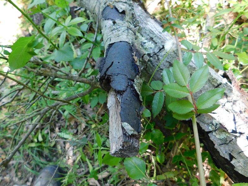 4)Fotogr.il 28.05.2021 macchia mediterranea ultimo ritrovamento