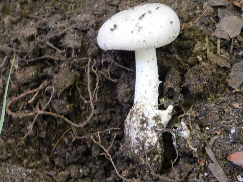 1)Fotogr.il 28.05.2021 macchia mediterranea