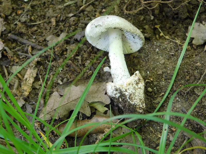 1)Fotogr.il 28.05.2021 macchia mediterranea